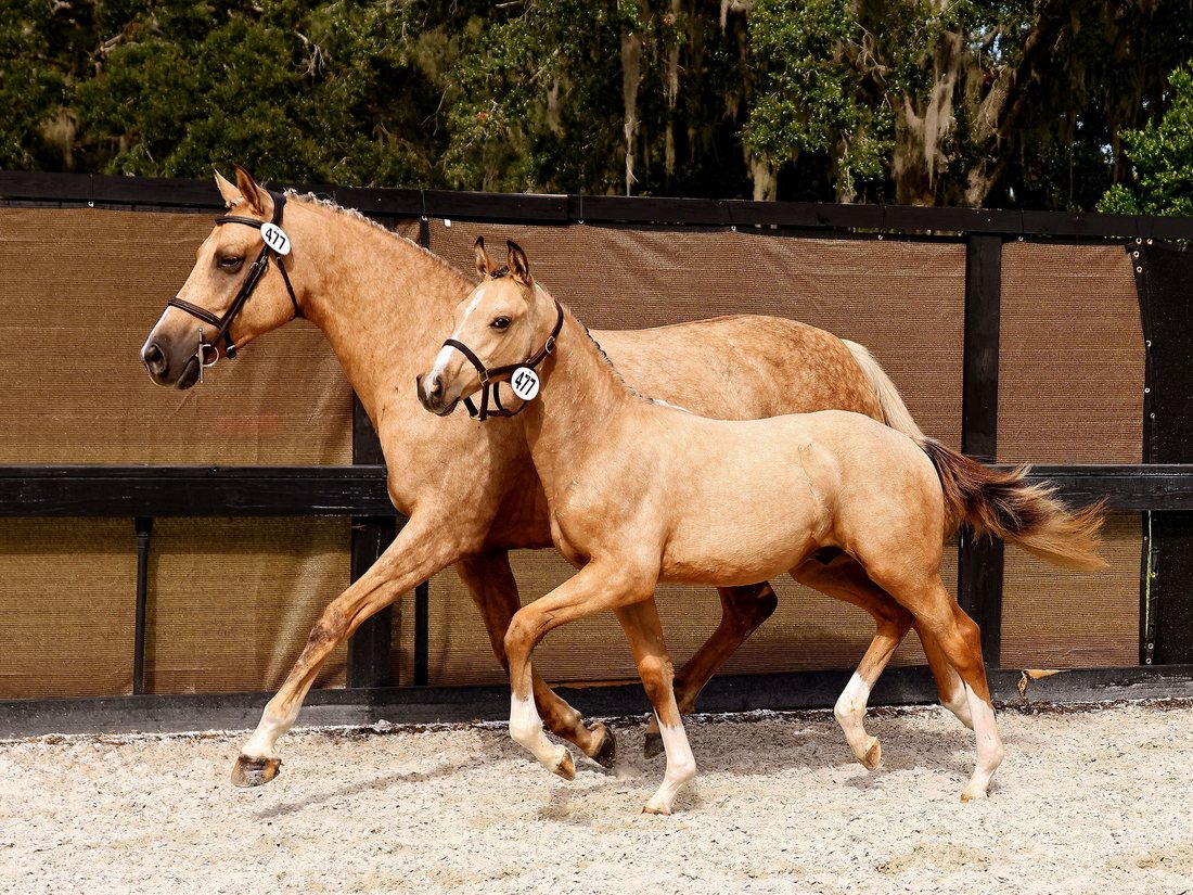 A buckskin mare and foal trotting in hand at a KWPN inspection, wearing number bibs