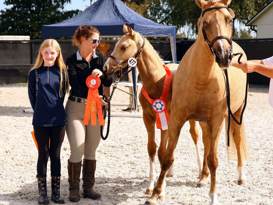 Atlas the buckskin colt standing with his championship ribbons beside his dam and two of the family at a KWPN inspection