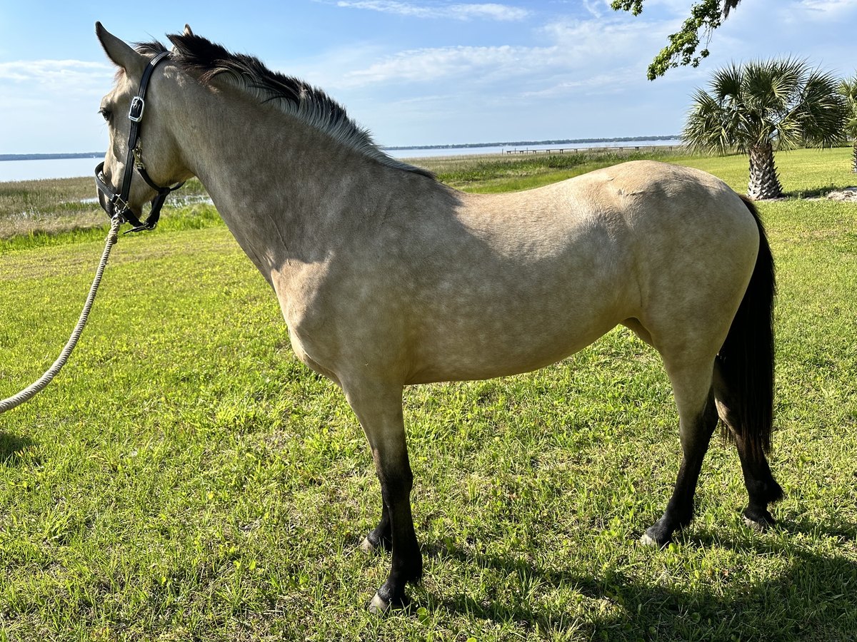 Zenni as a two year old buckskin, standing in a field by the water